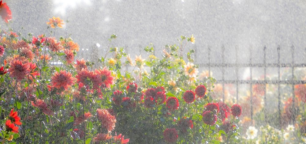 Oregon-Canby-Swam Island Dahlias-water coming down on flowers